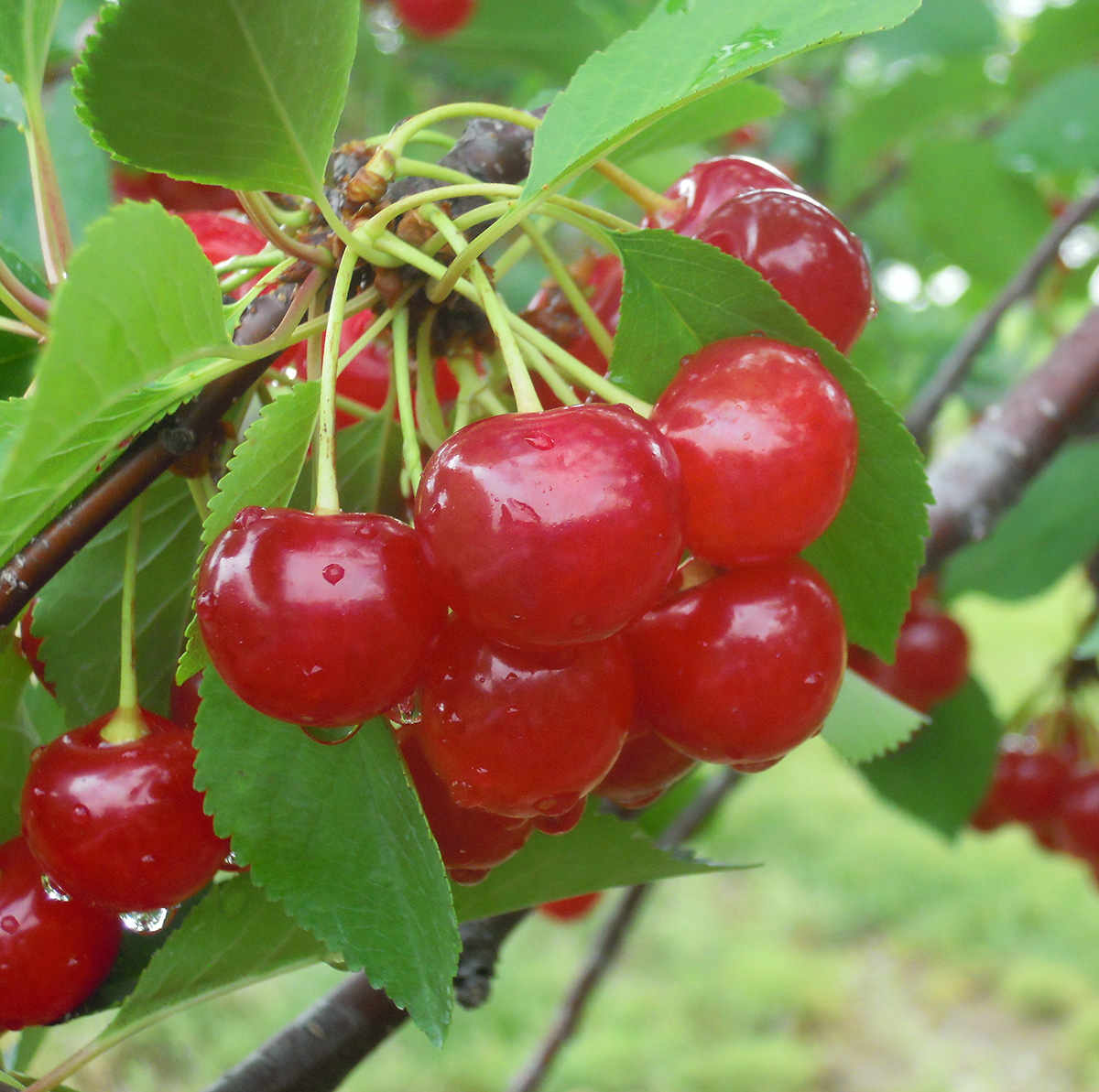 Montmorency fruit